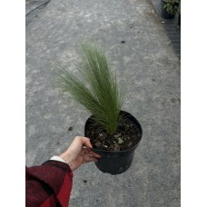 Ковила «Поні Тейлз» (Stipa tenuissima Pony Tails) С3